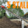 5 STALLE