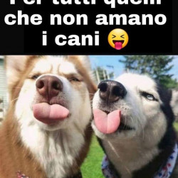 Tutti I Meme Su Husky Facciabuco Com