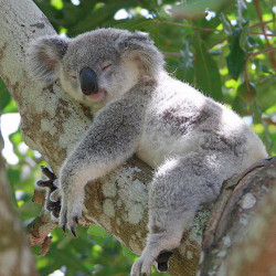 Tutti I Meme Sui Koala Facciabuco Com