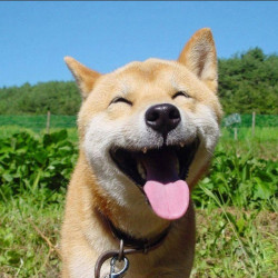 Tutti I Meme Sugli Animali Felici Facciabuco Com