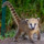 Coati