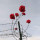 suffer roses