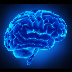 Tutti i meme sul Cervello - Facciabuco.com