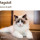 Ragdoll