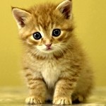 Tutti I Meme Sui Gatti Facciabuco Com