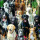 Cani misti Cani misti