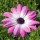 Petaloso Petaloso