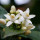 Fiori d'arancio