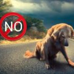 Tutti I Meme Su Animali Abbandonati Facciabuco Com