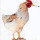 Chi fuma non è un gallo ma un pollo