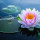 Fiori di Loto