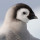 Pinguini Pinguini