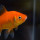 Pesce rosso