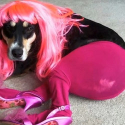 Tutti I Meme Su Cani Sexy Facciabuco Com